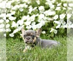 Small #1 French Bulldog