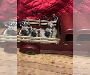 Pug Puppy for sale in LIVONIA, MI, USA