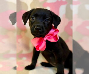 Labrador Retriever-Unknown Mix Dogs for adoption in Hillsboro, MO, USA