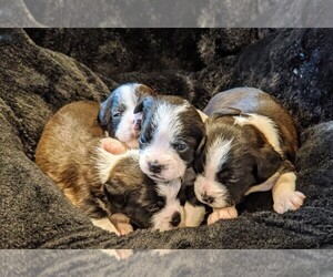Bossi-Poo Puppy for sale in PUYALLUP, WA, USA