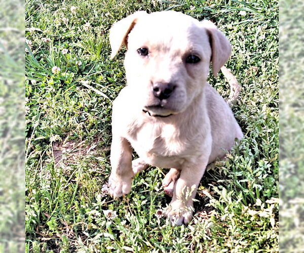 Medium Photo #1 Bulldog-Unknown Mix Puppy For Sale in Rutherfordton, NC, USA