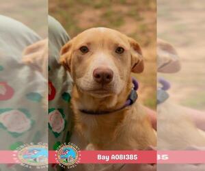 Labrador Retriever-Unknown Mix Dogs for adoption in Mobile, AL, USA