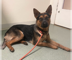 Small #1 German Shepherd Dog Mix