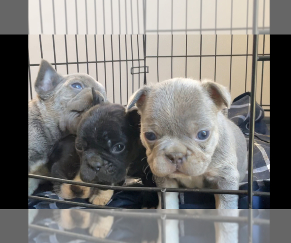 Medium Photo #1 French Bulldog Puppy For Sale in GRIFFIN, GA, USA