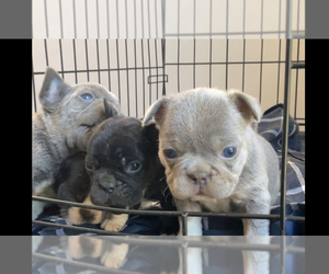 French Bulldog Puppy for sale in GRIFFIN, GA, USA