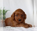 Small #2 Goldendoodle (Miniature)