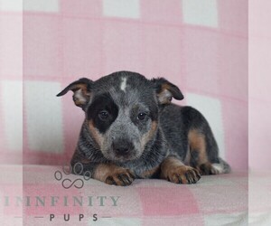 Australian Cattle Dog Puppy for sale in ATGLEN, PA, USA