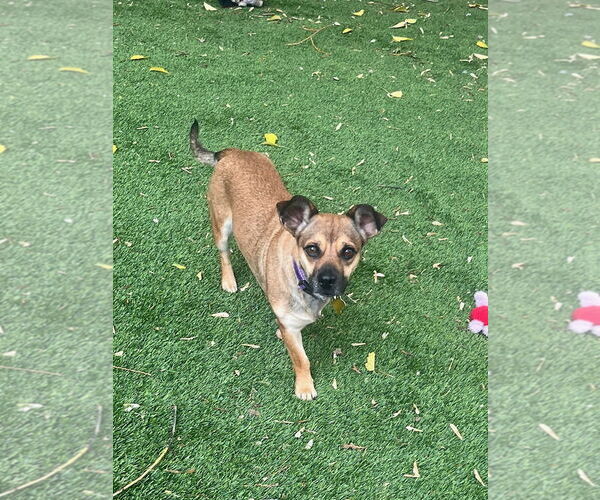 Medium Photo #2 Dachshund-Unknown Mix Puppy For Sale in Sandy, UT, USA