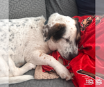 Small #17 Basset Hound Mix