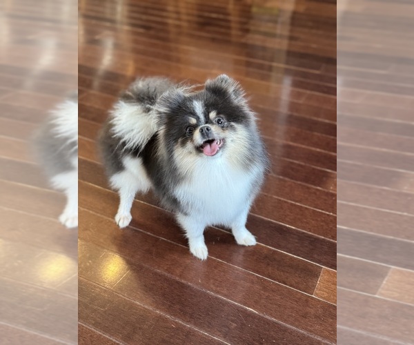 Medium Photo #1 Pomeranian Puppy For Sale in KILGORE, TX, USA
