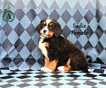 Small Photo #40 Bernese Mountain Dog Puppy For Sale in HARRISONBURG, VA, USA