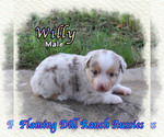 Image preview for Ad Listing. Nickname: Willy