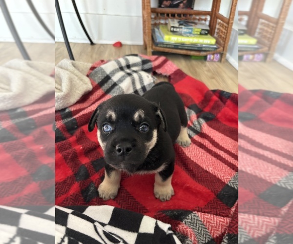 Medium Photo #1 Pug-Siberian Husky Mix Puppy For Sale in NEW PROVIDENCE, PA, USA