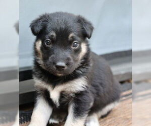 Mutt Dogs for adoption in Fremont, CA, USA