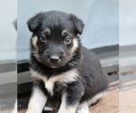 Small Mutt