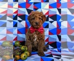 Small Photo #2 Poodle (Miniature) Puppy For Sale in KIRKWOOD, PA, USA