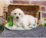 Small #14 Labrador Retriever