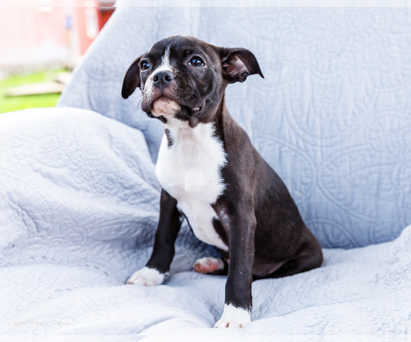 Medium Photo #5 Boston Terrier Puppy For Sale in WAKARUSA, IN, USA