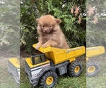 Small #2 Pomeranian