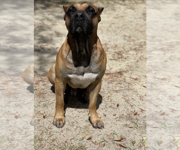 Medium Photo #1 Presa Canario Puppy For Sale in TIFTON, GA, USA