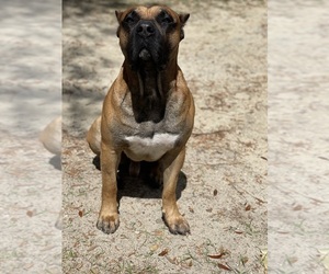 Presa Canario Puppy for sale in TIFTON, GA, USA