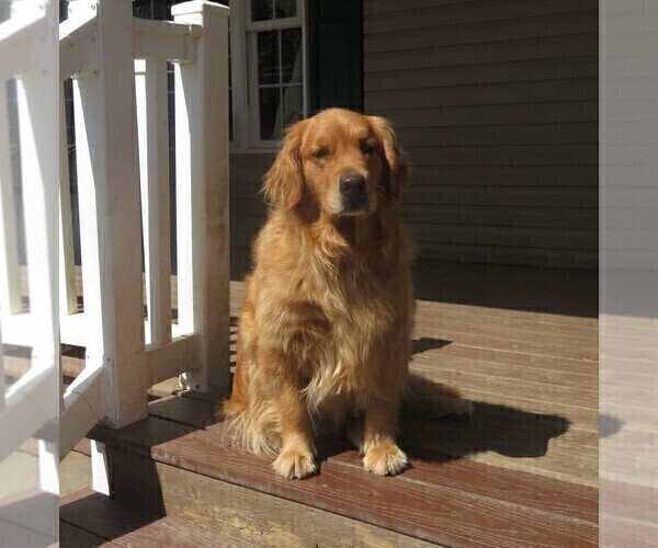 Medium Photo #1 Golden Retriever Puppy For Sale in MECHANICSVILLE, MD, USA