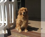 Small Photo #1 Golden Retriever Puppy For Sale in MECHANICSVILLE, MD, USA