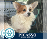 Small #2 Chihuahua Mix