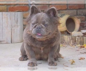 Mother of the French Bulldog puppies born on 11/01/2022
