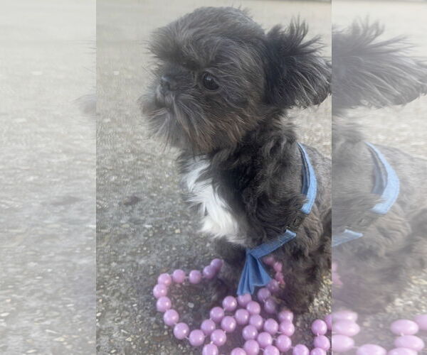 Medium Photo #2 Shih Tzu-Unknown Mix Puppy For Sale in Oakhurst, NJ, USA