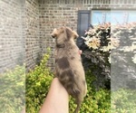 Small Photo #17 Scottish Terrier Puppy For Sale in BUSH, LA, USA