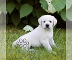 Small #3 Labrador Retriever