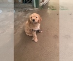 Puppy 5 Bernedoodle