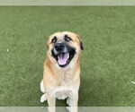 Small #1 Rhodesian Ridgeback Mix
