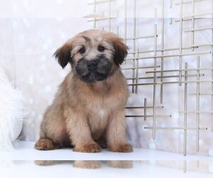 Soft Coated Wheaten Terrier Puppy for sale in MARIETTA, GA, USA