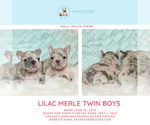 Small Photo #13 French Bulldog Puppy For Sale in PLANO, TX, USA