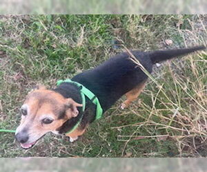 Chihuahua Dogs for adoption in San Antonio, TX, USA
