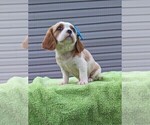 Small Photo #10 Basset Hound-Cavalier King Charles Spaniel Mix Puppy For Sale in DUNNVILLE, KY, USA