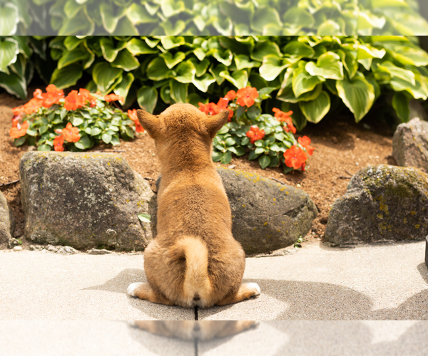 Medium Photo #5 Shiba Inu Puppy For Sale in MILLERSBURG, IN, USA