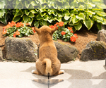 Small #4 Shiba Inu