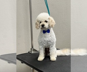 Father of the Goldendoodle mix (+ Poodle Miniature) puppies born on 03/25/2026