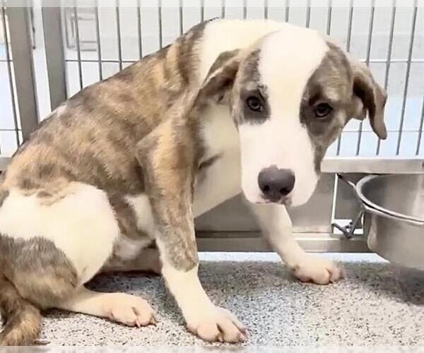 Medium Photo #3 Catahoula Leopard Dog-Saint Bernard Mix Puppy For Sale in Houston, TX, USA