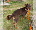 Small #6 Doberman Pinscher Mix