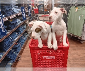 Bullypit Puppy for sale in GARDNER, MA, USA