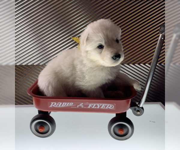 Medium Photo #44 German Shepherd Dog Puppy For Sale in WASHINGTON, NJ, USA