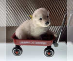 Small Photo #44 German Shepherd Dog Puppy For Sale in WASHINGTON, NJ, USA