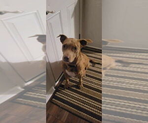 Catahoula Leopard Dog Dogs for adoption in FRAMINGHAM, MA, USA