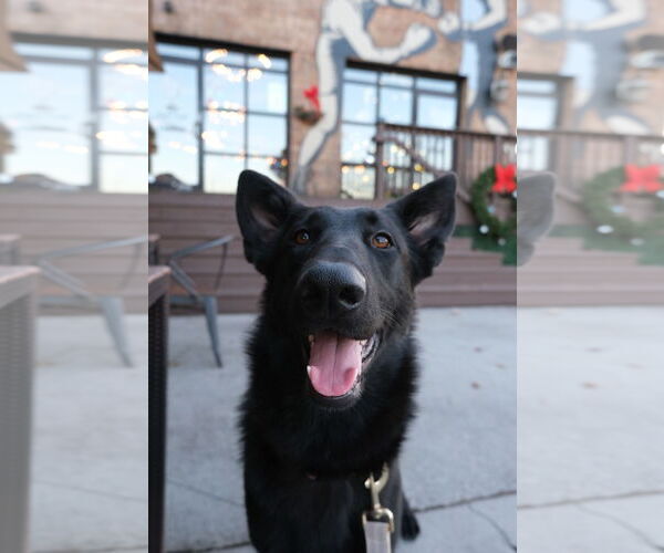 Medium Photo #4 German Shepherd Dog Puppy For Sale in La Grange , NC, USA