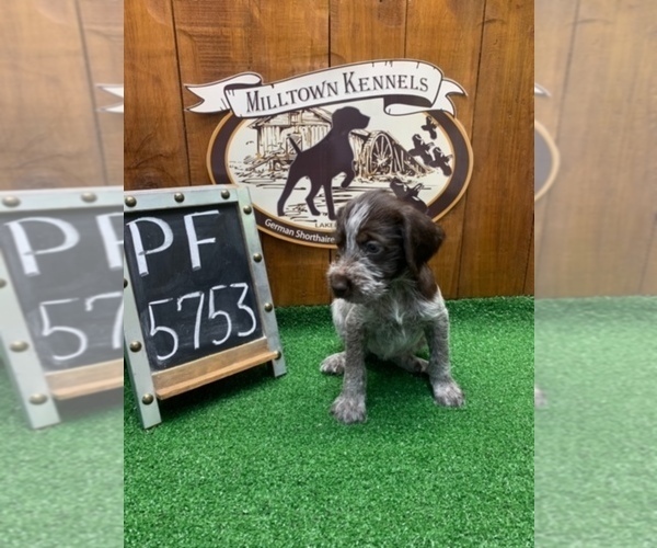 Medium Photo #5 German Wirehaired Pointer Puppy For Sale in JACKSONVILLE, FL, USA