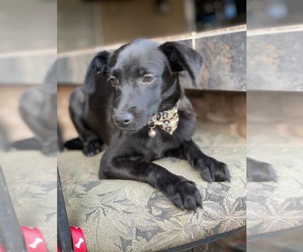 Medium Photo #2 Chihuahua-Unknown Mix Puppy For Sale in Morganville, NJ, USA